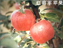 綠色健康，品質(zhì)之選——泰安市國富苗木種植經(jīng)銷合作社農(nóng)副產(chǎn)品展示
